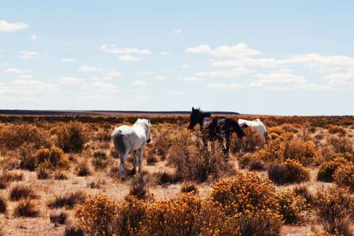 Horses in the grasses and shrubs of the Pampas in Argentina free photo