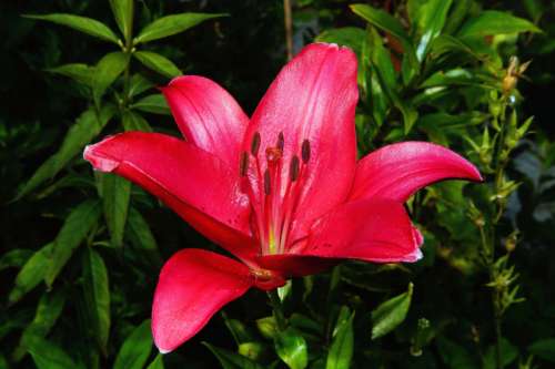 Hot Pink Lily Flower free photo
