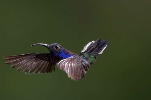 Hummingbird in Flight free photo