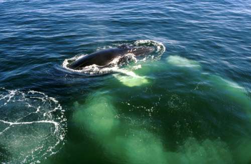 Humpback Whale in Cape Cod, Massachusetts free photo
