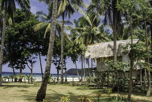 Hut surrounded by Tropical Palm Trees in the Philippines free photo