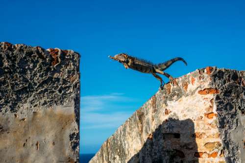 Iguana leaping from building to building in San Juan, Puerto Rico free photo