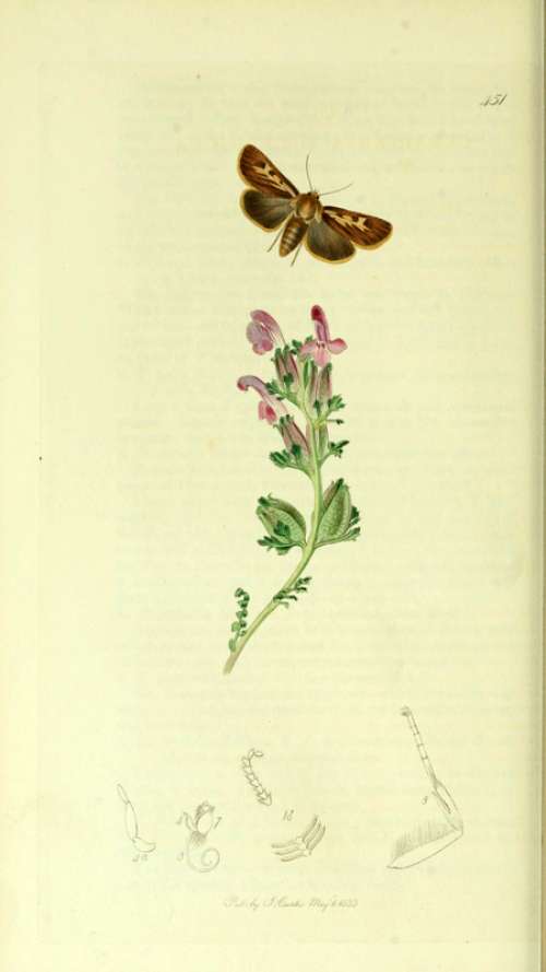Illustration Antler Moth from British Entomology free photo