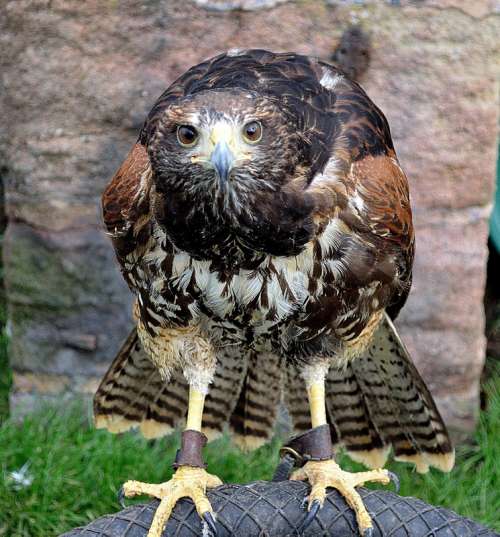 Intense stare of a hawk free photo