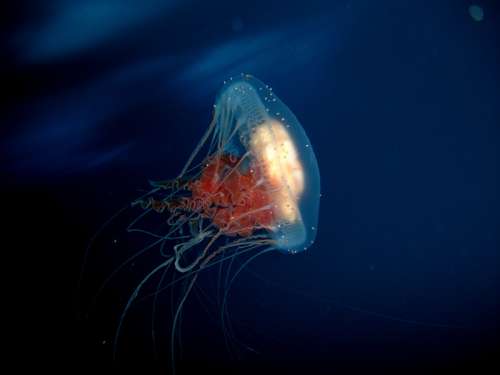 Jellyfish in antarctic waters free photo