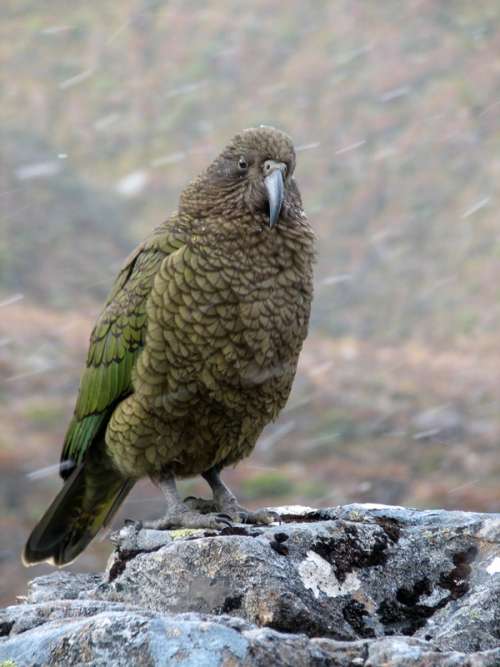 Kea Mountain Parrot - Nestor notabilis free photo