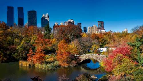 Landscape and trees in Central Park, New York City free photo