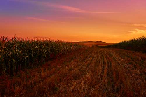 Landscape of cornfields during sunset in India free photo