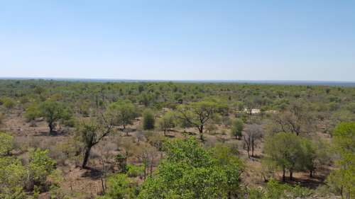 Landscape of Kruger National Park in South Africa free photo