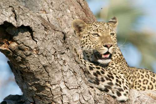 Leopard in a tree free photo