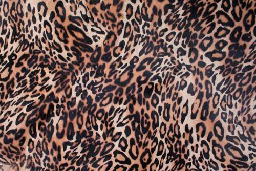 Leopard Skin Background Pattern free photo