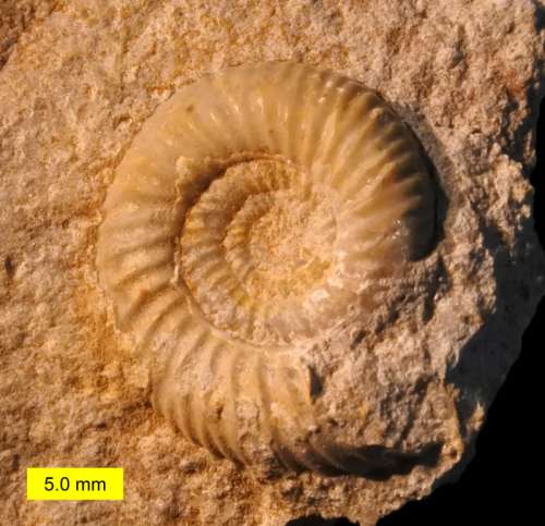 Leptosphinctes sp Fossil from the Jurassic Period free photo