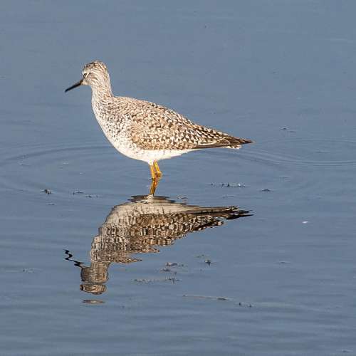 Lesser Yellowlegs free photo