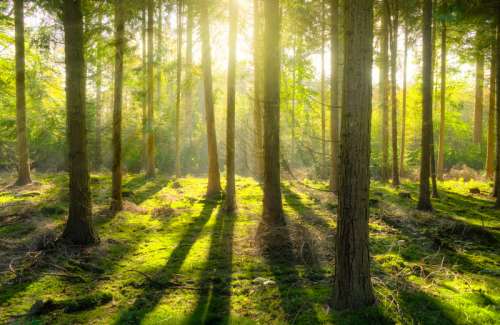 Light shining through the trees in the forest free photo