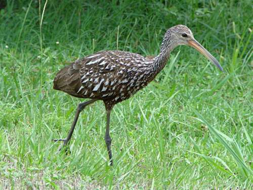 Limpkin -- Aramus guarauna free photo