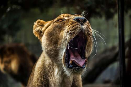 Lion Roaring loudly free photo