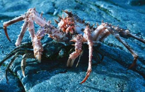 Lithodes maja - A species of King Crab free photo