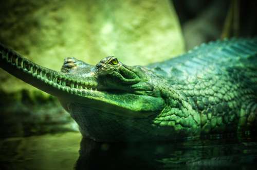 Long Snouted Gharial free photo