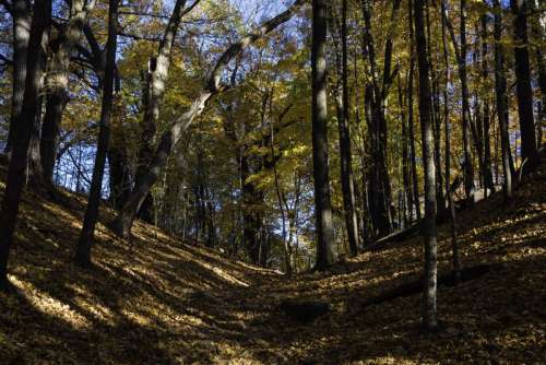 Looking up a hill in the forest at Pewit's Nest, Wisconsin free photo