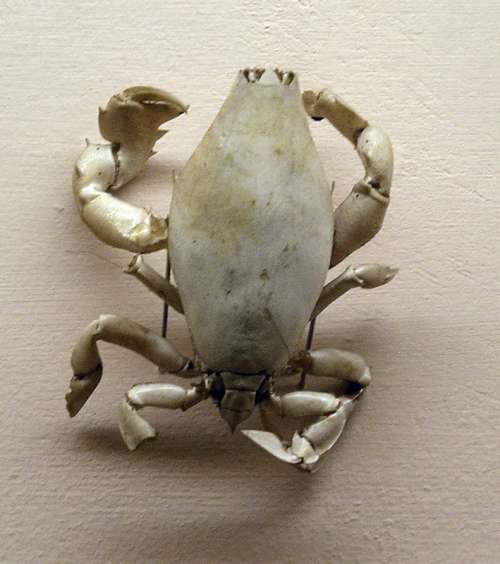 Lyreidus tridentatus - a species of crab free photo
