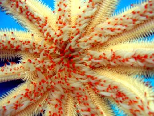 Magnificent star Starfish, a member of Paxillosida free photo