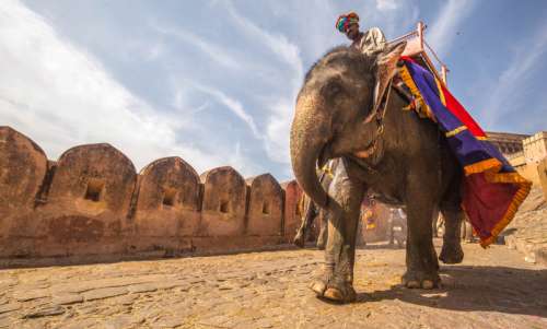 Man Riding an Elephant in Jaipur, India free photo
