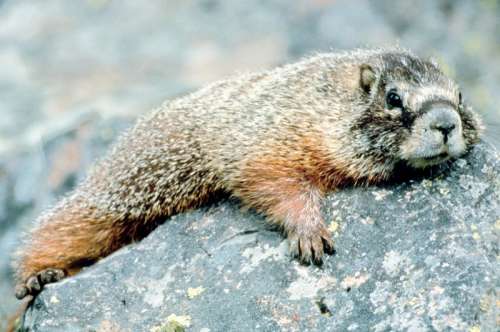 Marmot on the Mountain in Grand Tetons National Park, Wyoming free photo