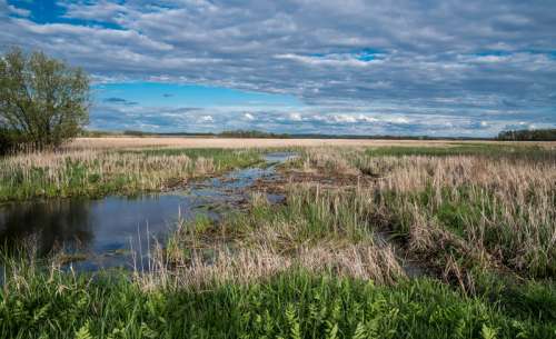 Marshlands under the sky landscapes free photo
