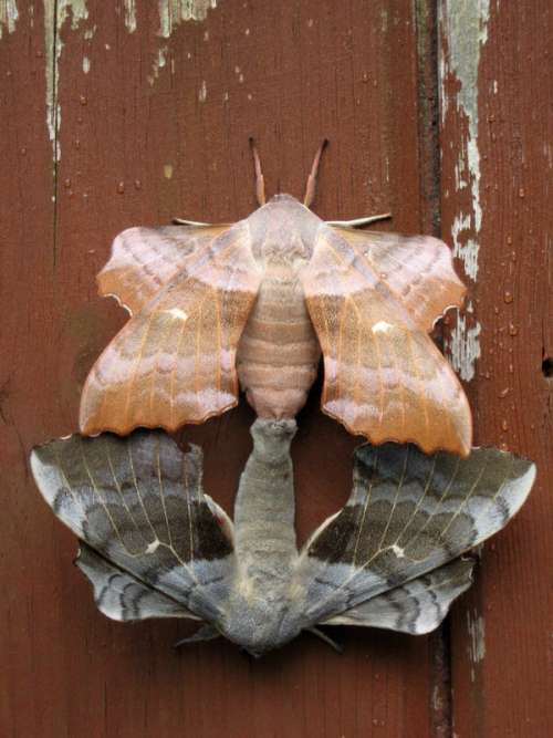 Mating Pair of Hawkmoths - Laothoe populi free photo