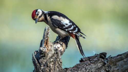 Middle spotted woodpecker - Dendrocoptes medius free photo