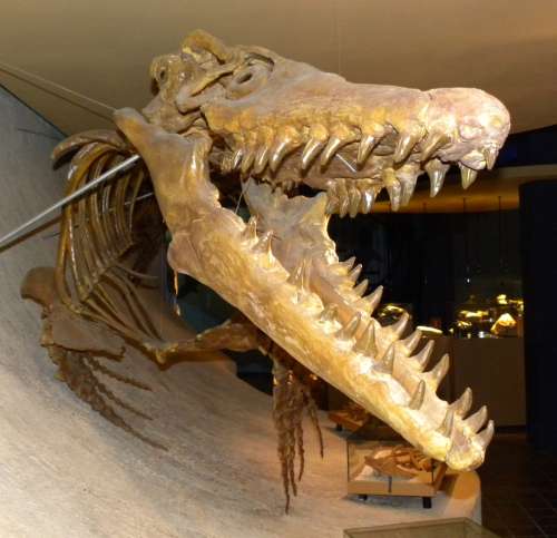 Mosasaur skeleton from the Cretaceous free photo