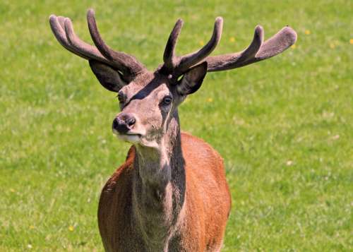 Mountain Deer wildlife in Great Smoky Mountains National Park, Tennessee free photo