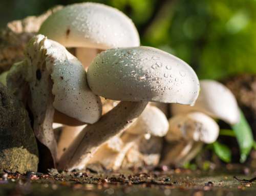 Mushrooms growing in the woods free photo
