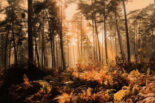 Mysterious Forest with light through trees free photo