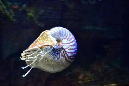 Nautilus in the water free photo