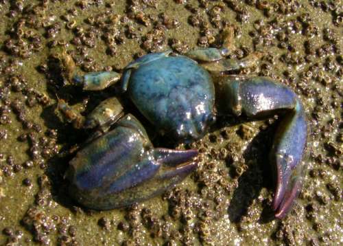 New Zealand half crab -- Petrolisthes elongatus free photo