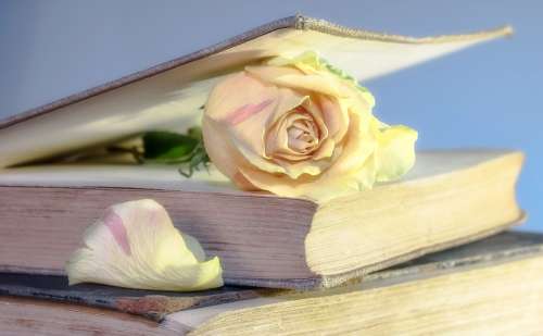 Open Book with Rose in it free photo