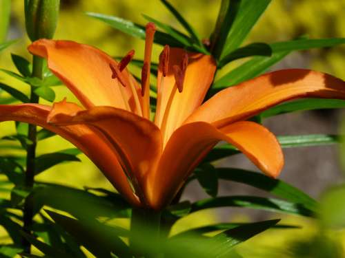 Orange Tiger Lily free photo