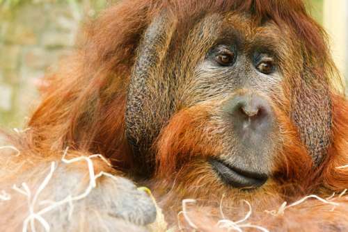 Orangutan great ape free photo