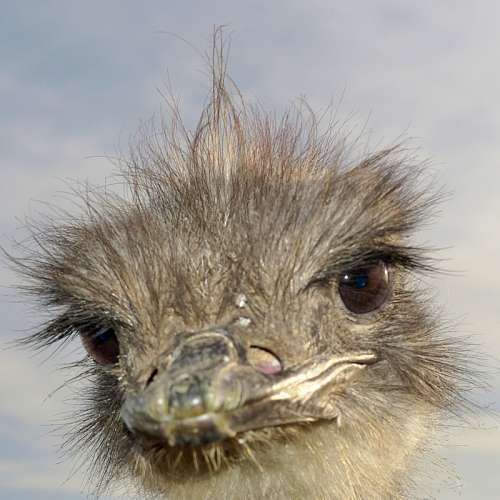 Ostrich Head close-up free photo