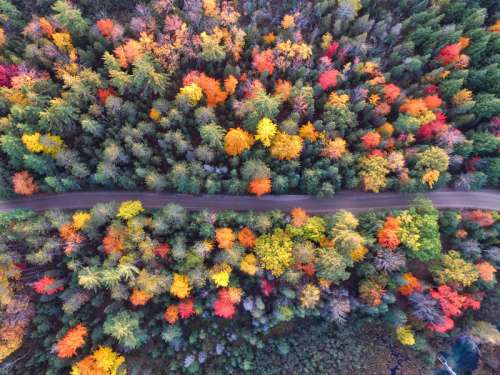 Overhead look at the trees in the Autumn in Michigan free photo