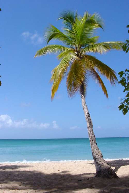 Palm Tree Standing on the Beach near the ocean free photo