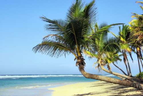 Palm Trees on the Beach in Cuba free photo