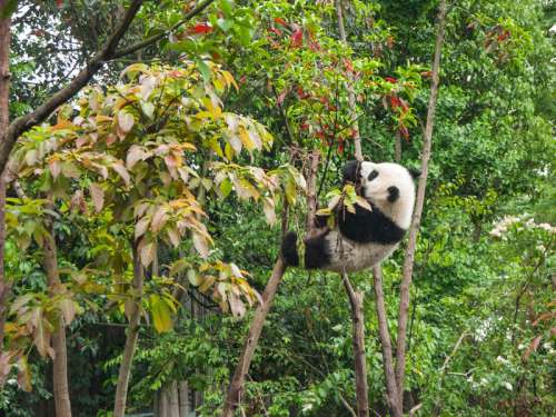 Panda in the trees at Chengdu Panda Breeding center in Sichuan free photo