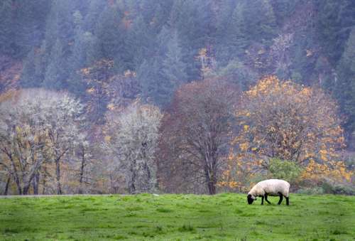 Pasture with sheep eating grass in Oregon free photo