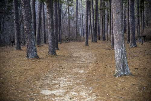 Path into the pine trees at Hawn State Park, Missouri free photo