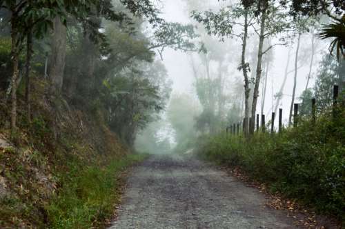 Path through the foggy forest in Boyaca, Columbia free photo