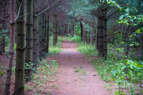 Path through the pine corridors free photo