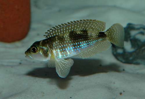 Pearly Ocellatus - Lamprologus stappersi free photo
