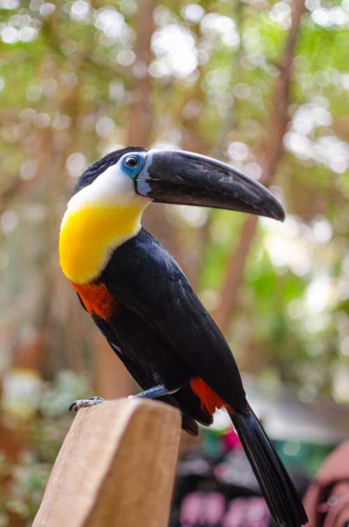 Perched Toucan free photo